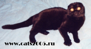 Шотландская вислоухая черная кошка Фаина - наша родоначальница