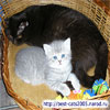 Шотландский котенок голубой пятнистый со своей мамой Томой (рожден в 2001 году)