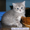 Шотландский страйт котенок голубой пятнистый (рожден в 2001 году)
