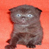 Котенок скоттиш фолд черный (рожден в 1999 году)