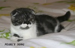 Этот же котик Жофрей, тут ему 3 мес, великолепный вислоухий котик ШОУ класса ns 22 03, рожден в 2015 году