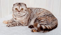 Кошечка скоттиш фолд - редкого эксклюзивного окраса -hs 24 внучка нашей Милы, рождена в 2015 году