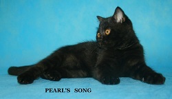 Шотландский страйт - черный классический котик (скрытый мрамор) - сын нашей Бэллы