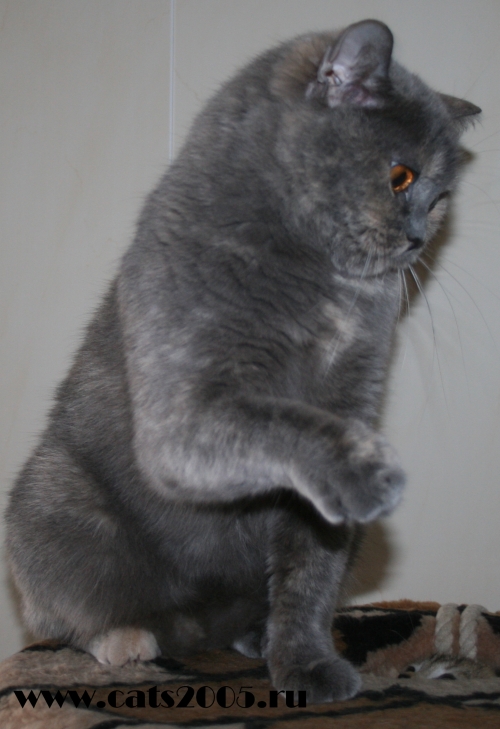 Чистокровная Британская кошка голубая черепаха